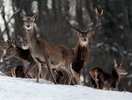 Pierre RICH - Rich Photographe